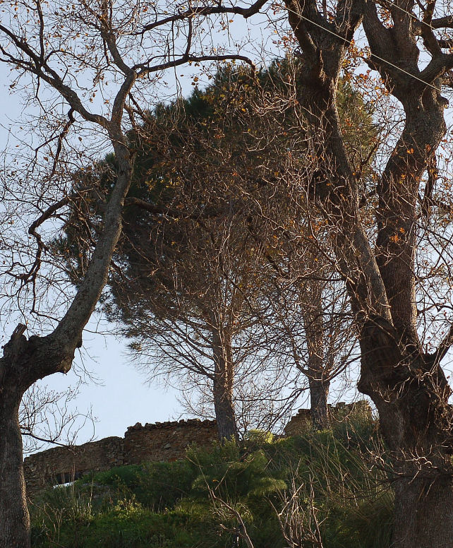 3 .Le colline di Taormina:Aphyllophorales e molto altro.