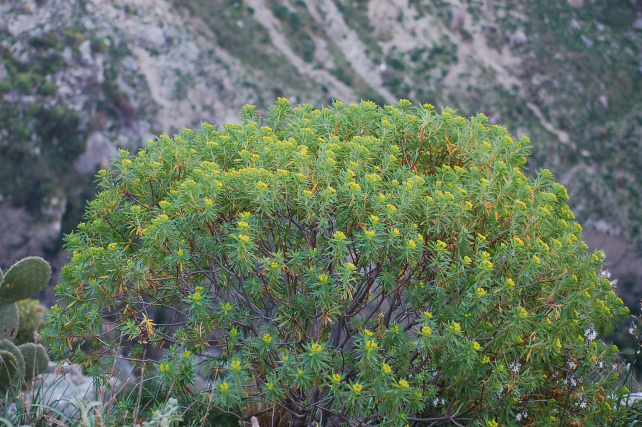 3 .Le colline di Taormina:Aphyllophorales e molto altro.