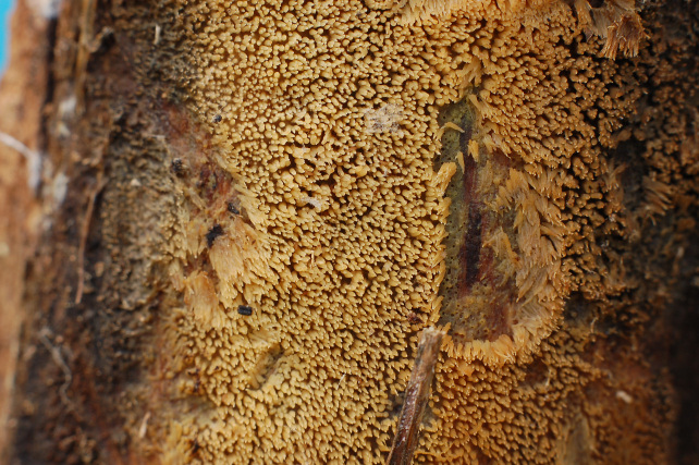 Pezzo di legno affollato