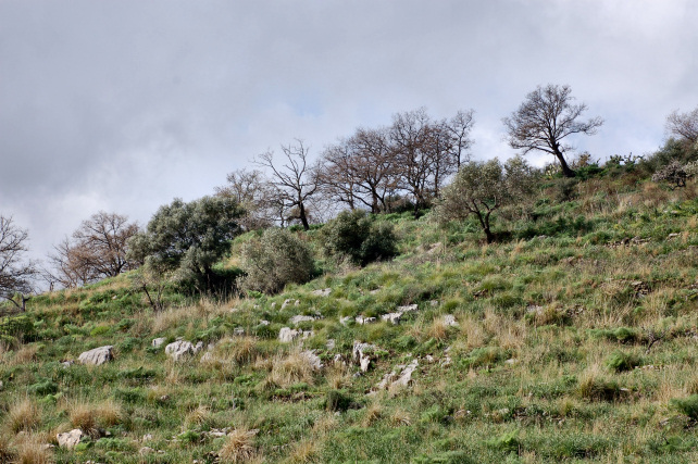 1. Le colline di Taormina: Aphyllophorales e molto altro