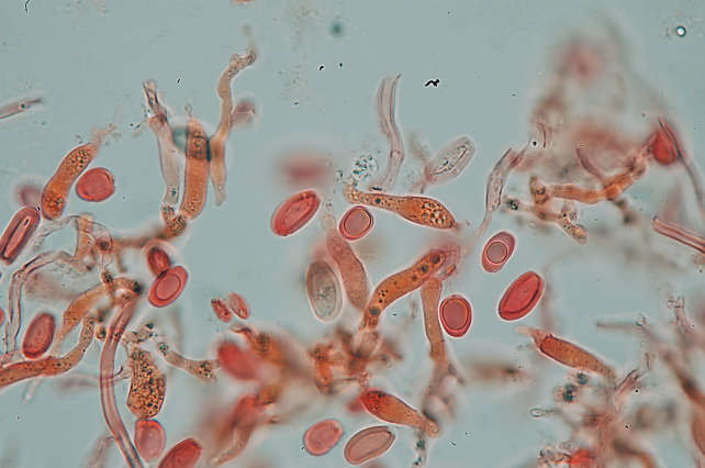 Perenniporia ochroleuca trovata su Pero