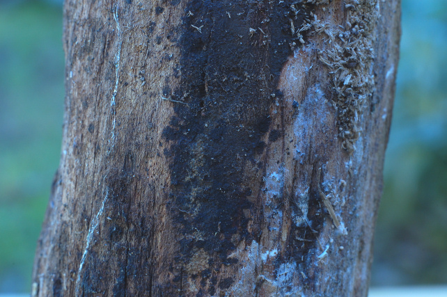 Pezzo di legno affollato