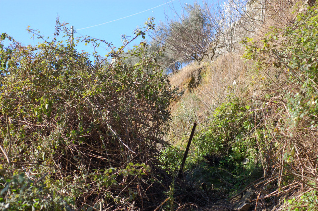 3 .Le colline di Taormina:Aphyllophorales e molto altro.