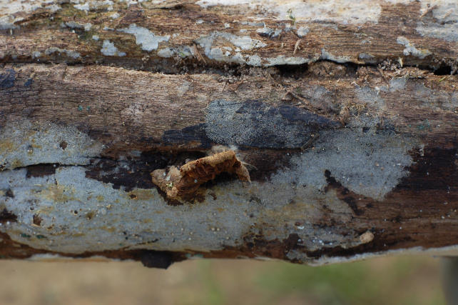 Pezzo di legno affollato