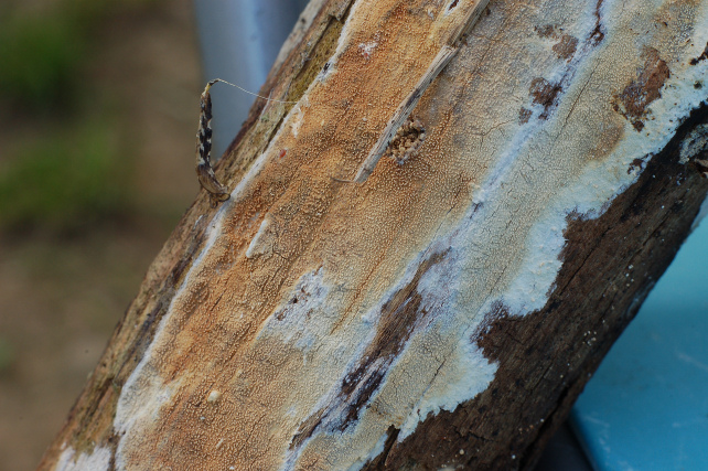 Pezzo di legno affollato