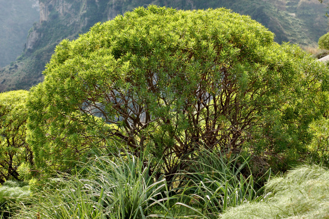 1. Le colline di Taormina: Aphyllophorales e molto altro