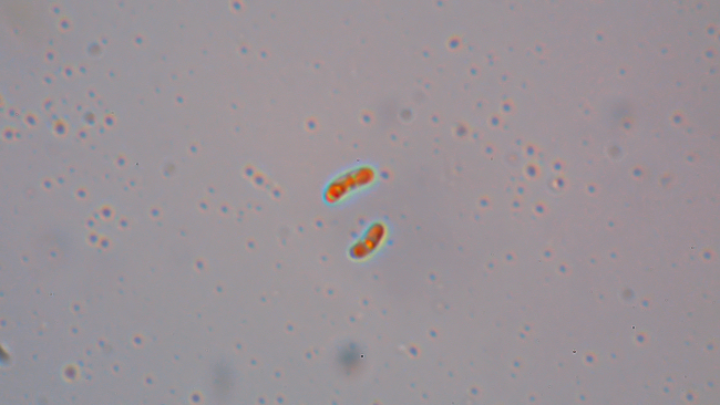Sfida al microscopio!!