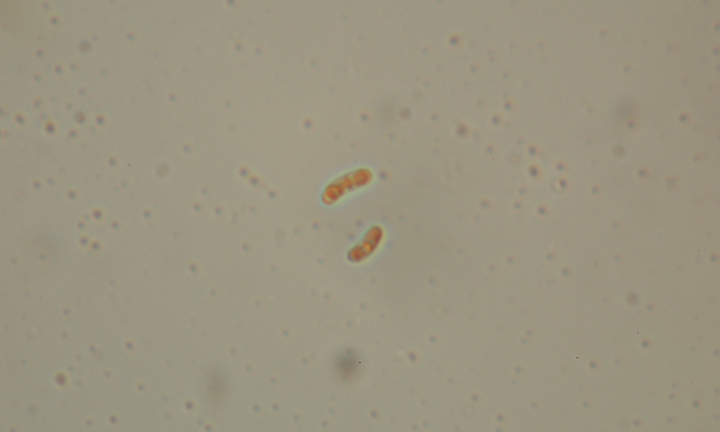 Sfida al microscopio!!