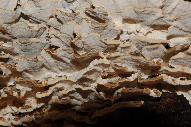 Colore della superficie pileica di Trametes versicolor