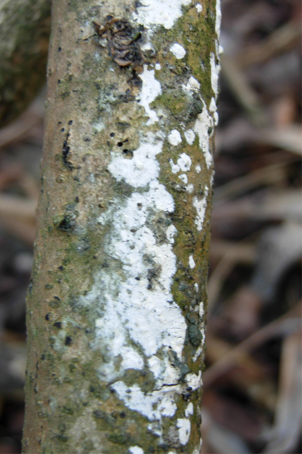 Thanatephorus sterigmaticus. Trovato da Paolofon