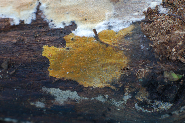 Pezzo di legno affollato