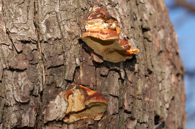 Perenniporia ochroleuca trovata su Pero