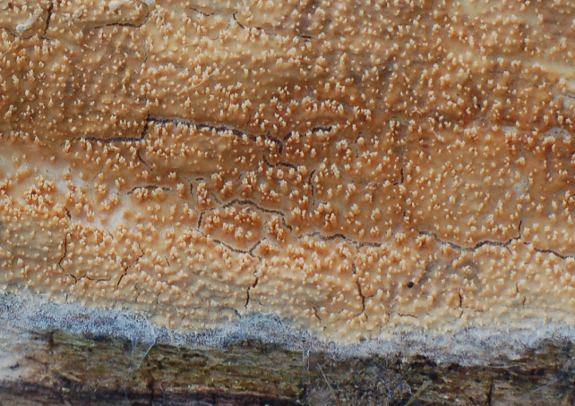 Pezzo di legno affollato