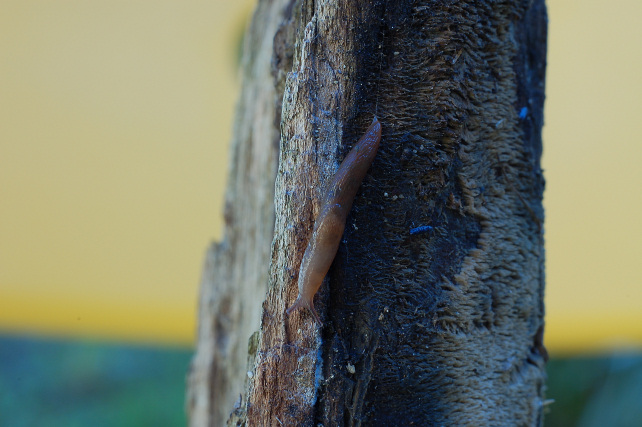 Pezzo di legno affollato