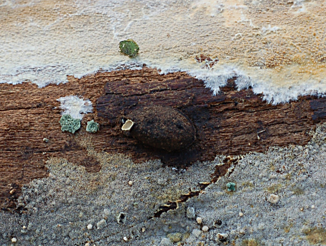Pezzo di legno affollato