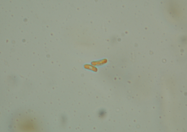 Sfida al microscopio!!