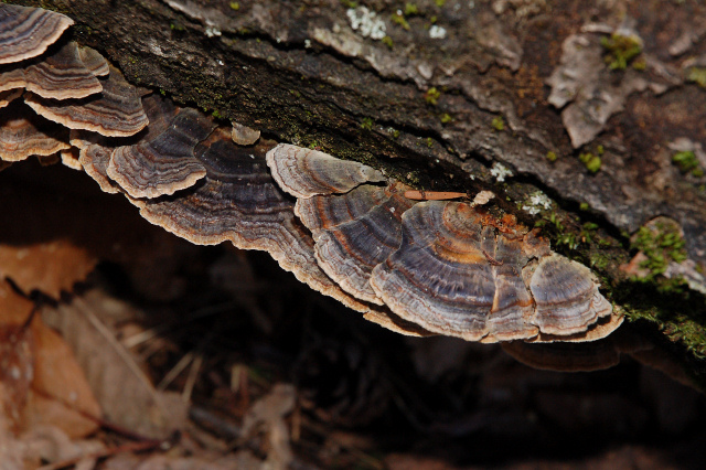 Colore della superficie pileica di Trametes versicolor