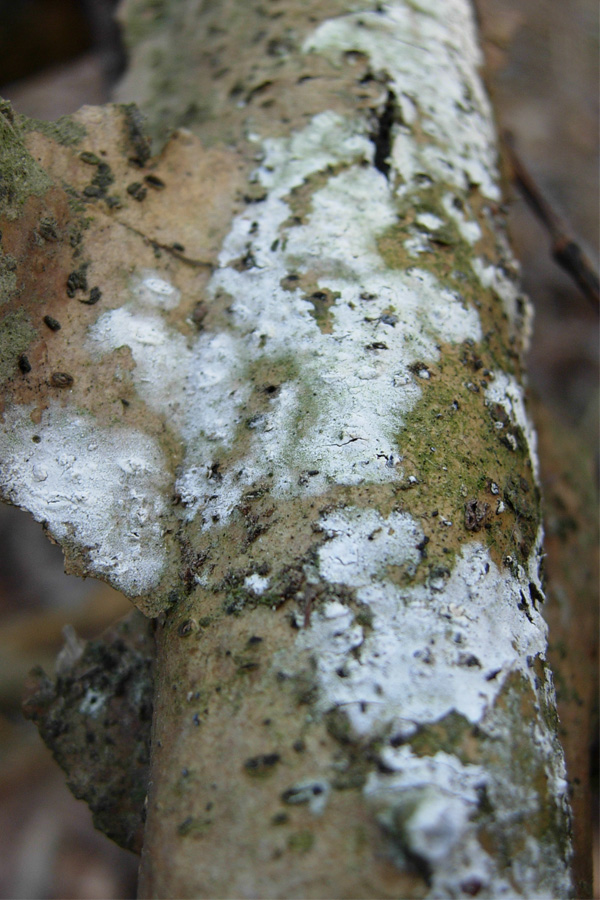 Thanatephorus sterigmaticus. Trovato da Paolofon