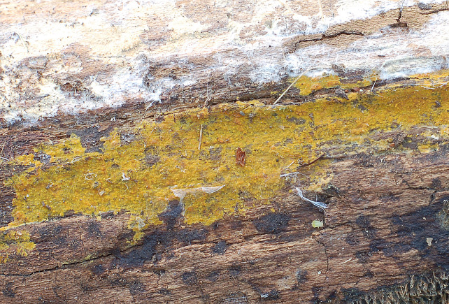Phlebia subochracea