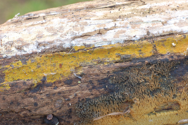 Pezzo di legno affollato