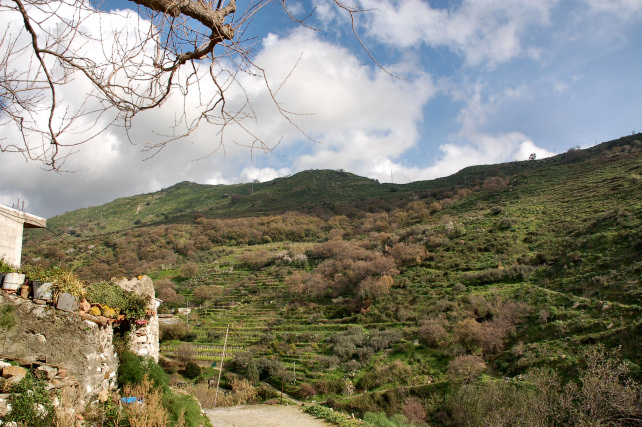 1. Le colline di Taormina: Aphyllophorales e molto altro