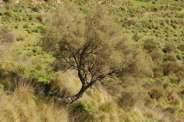 3 .Le colline di Taormina:Aphyllophorales e molto altro.
