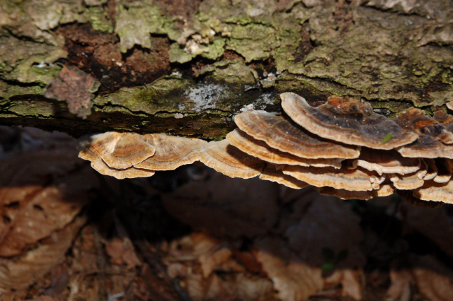 Colore della superficie pileica di Trametes versicolor