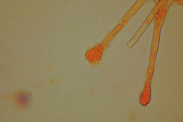 Phlebia subochracea