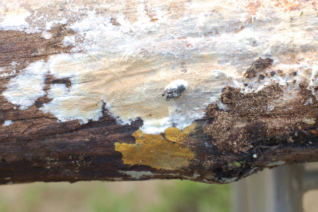 Pezzo di legno affollato