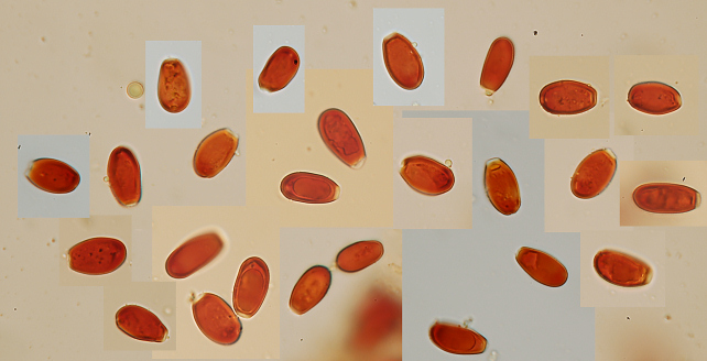 Perenniporia ochroleuca trovata su Pero