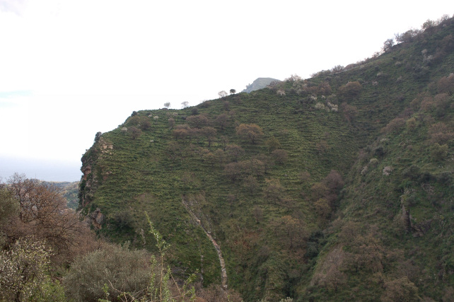 1. Le colline di Taormina: Aphyllophorales e molto altro