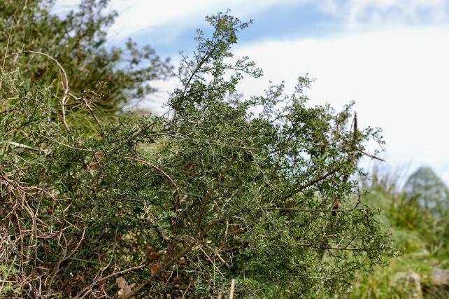 1. Le colline di Taormina: Aphyllophorales e molto altro