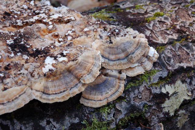 Colore della superficie pileica di Trametes versicolor