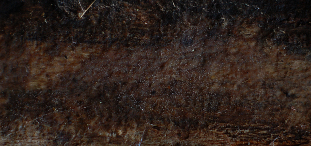 Phlebia subochracea