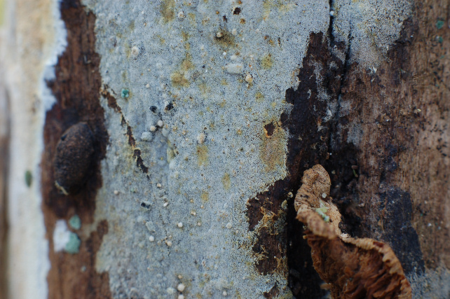 Pezzo di legno affollato