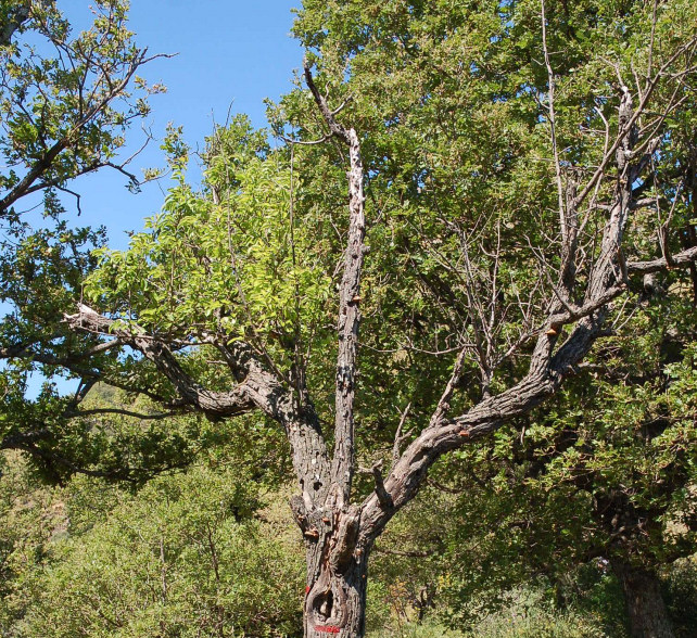 Perenniporia ochroleuca trovata su Pero