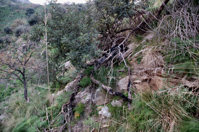 1. Le colline di Taormina: Aphyllophorales e molto altro