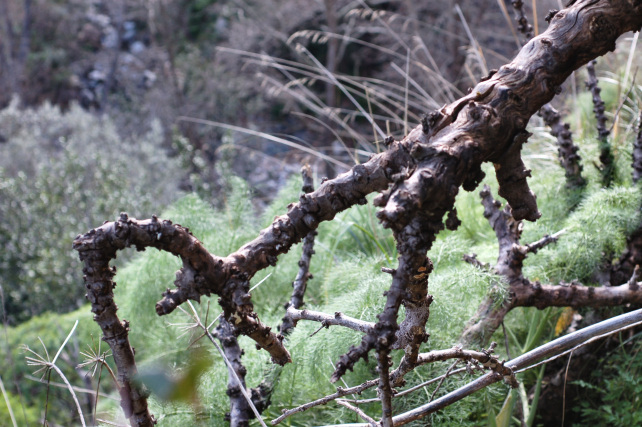 1. Le colline di Taormina: Aphyllophorales e molto altro