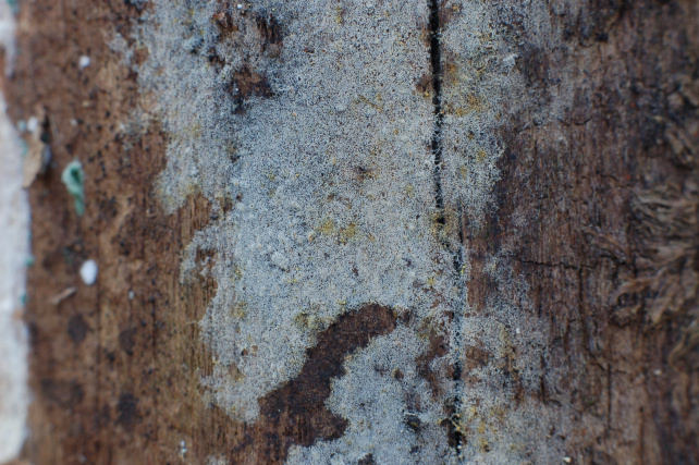 Pezzo di legno affollato