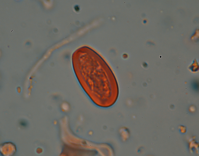 Perenniporia ochroleuca trovata su Pero
