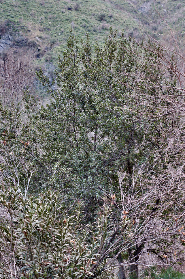 1. Le colline di Taormina: Aphyllophorales e molto altro