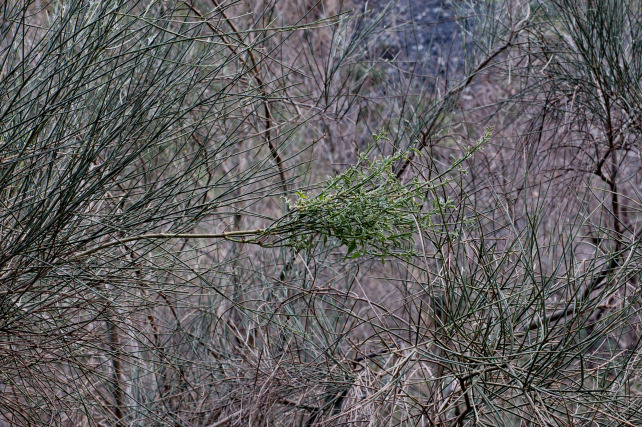 1. Le colline di Taormina: Aphyllophorales e molto altro