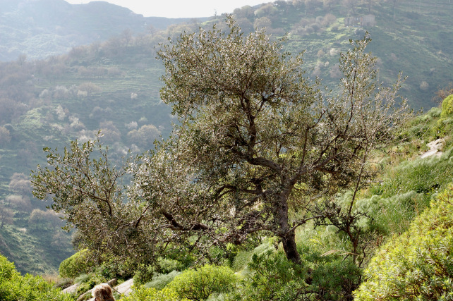 1. Le colline di Taormina: Aphyllophorales e molto altro
