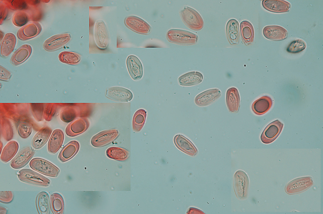 Perenniporia ochroleuca trovata su Pero