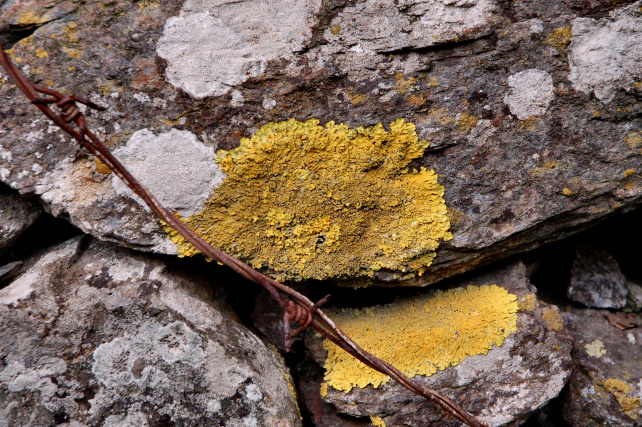 1. Le colline di Taormina: Aphyllophorales e molto altro