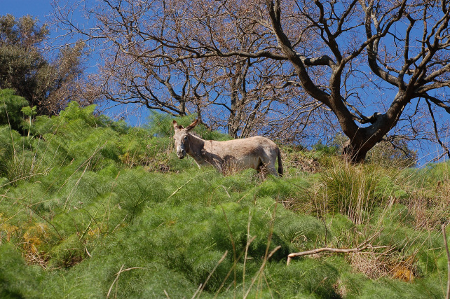 3 .Le colline di Taormina:Aphyllophorales e molto altro.