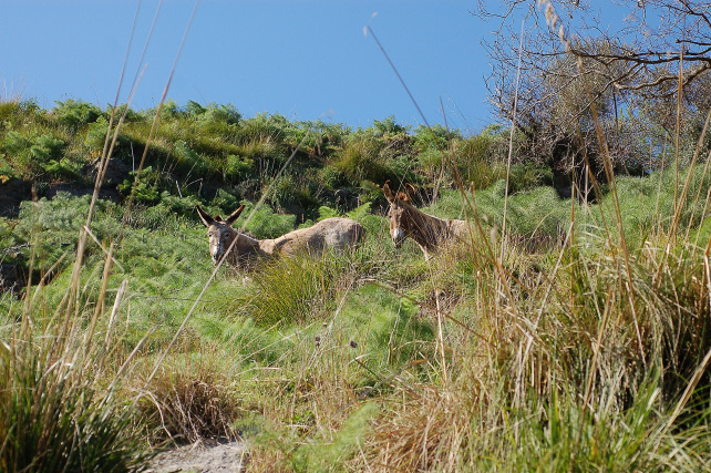 3 .Le colline di Taormina:Aphyllophorales e molto altro.