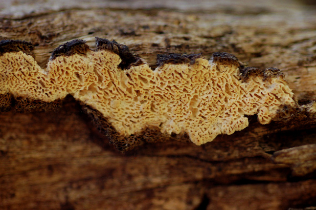 Quale Antrodia? (Antrodia albida)