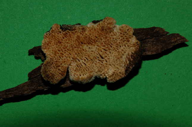 Quale Antrodia? (Antrodia albida)