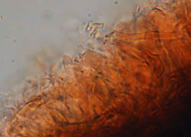 Su legno lavorato 0002. - (Gloeophyllum odoratum)